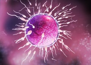 שיפור תוצאות IVF ע"י מיון תאי הזרע