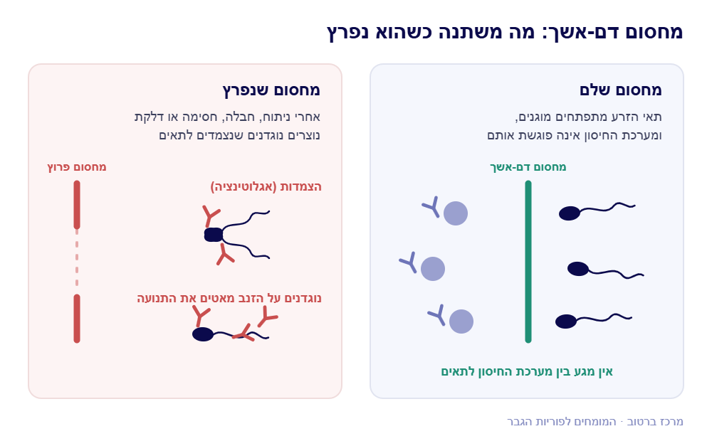 תרשים המסביר כיצד נוגדנים לזרע נצמדים לתאים וגורמים להצמדות ולפגיעה בתנועה