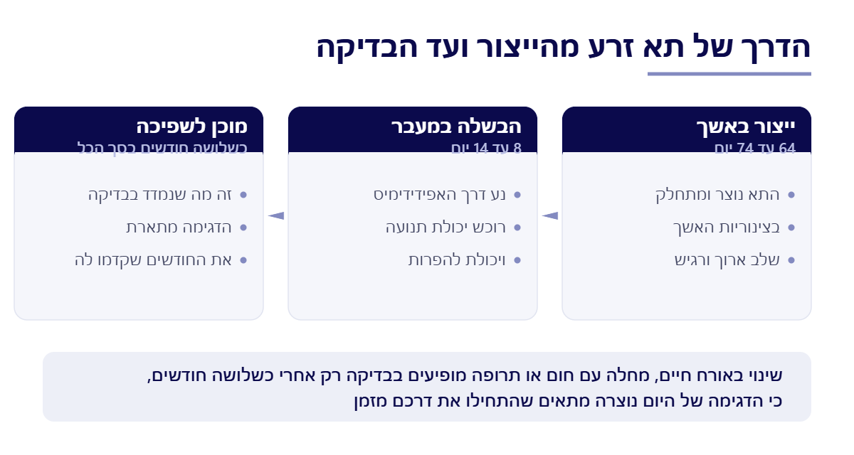 מסלול התחדשות הזרע: ייצור באשך 64 עד 74 יום והבשלה של 8 עד 14 יום