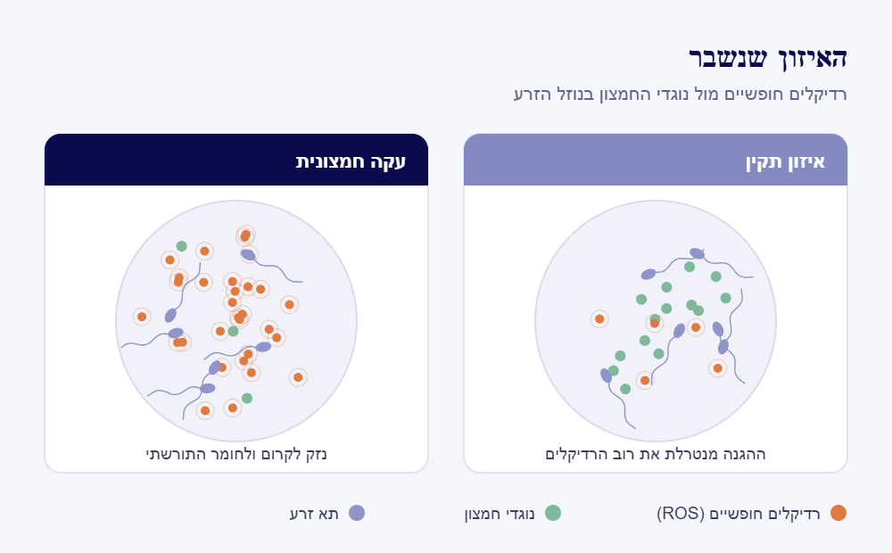 תרשים של עקה חמצונית בזרע: מקורות הרדיקלים החופשיים והנזק לתא הזרע