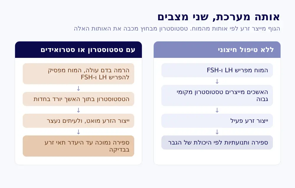 תרשים של השפעת טסטוסטרון חיצוני על ייצור הזרע: המוח מפסיק להפריש LH ו-FSH והאשך מייצר פחות זרע